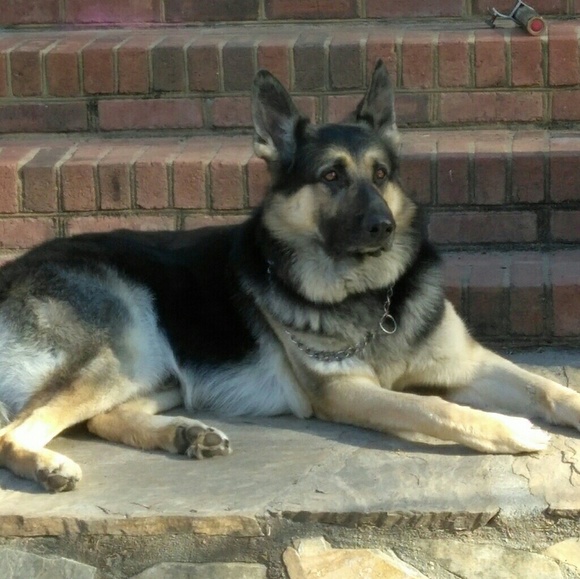 Meet your Posher, Sheldon - Picture 5 of 16